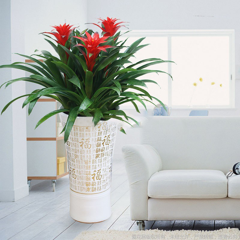 海淀區(qū)綠植租擺